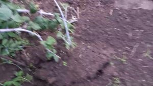 Размножение чёрной малины Кумберленд.