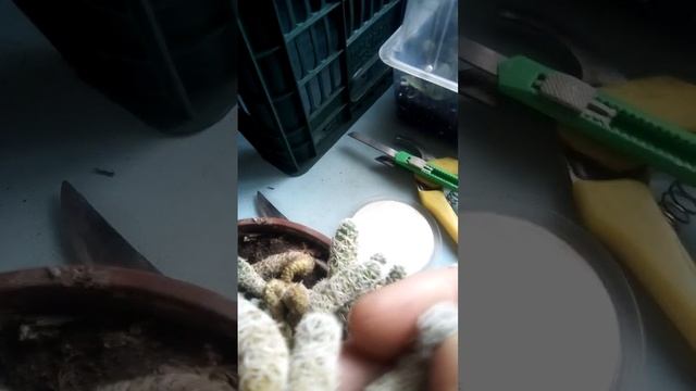 Сухая гниль на кактусе.Как бороться с ней???? смотреть онлайн