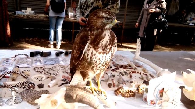 Домашний ястреб в Санкт-Петербурге м. Удельная смотреть онлайн