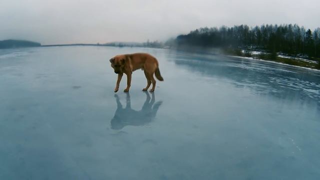 Случай #3. Собака и сало смотреть онлайн