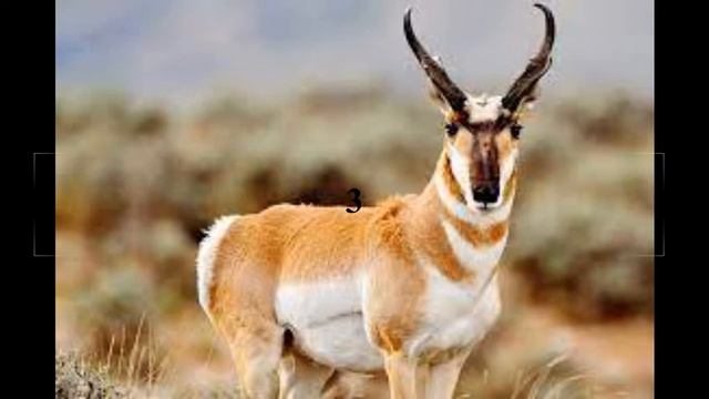 ТОП-5 САМЫХ БЫСТРЫХ НАЗЕМНЫХ ЖИВОТНЫХ смотреть онлайн