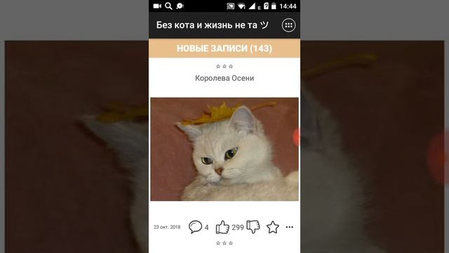 Не коты а милаши смотреть онлайн