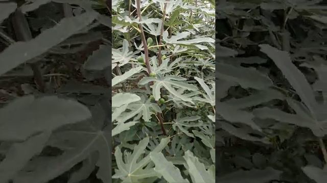 Брунсвик. Зима без укрытия. Brunswick fig. Инжир #Shorts смотреть онлайн