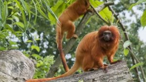 Животные Южной Америки (для  детей)