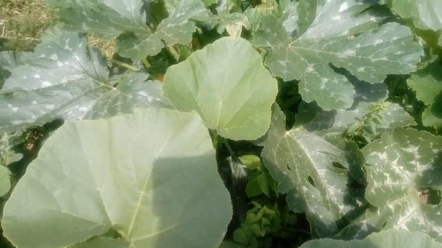 Собираю первые цуккини. Как растут цуккини и тыквы на куче дерна. смотреть онлайн