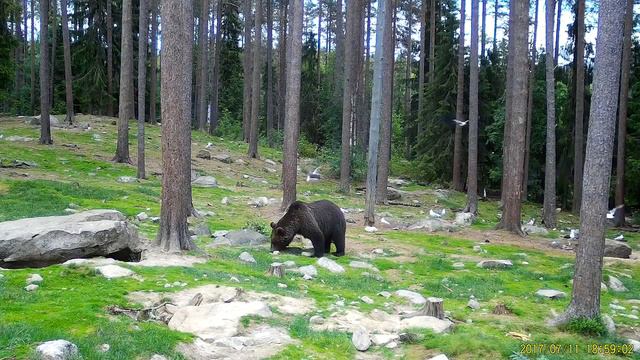 Пример видеозаписи с фотоловушки Seelock смотреть онлайн