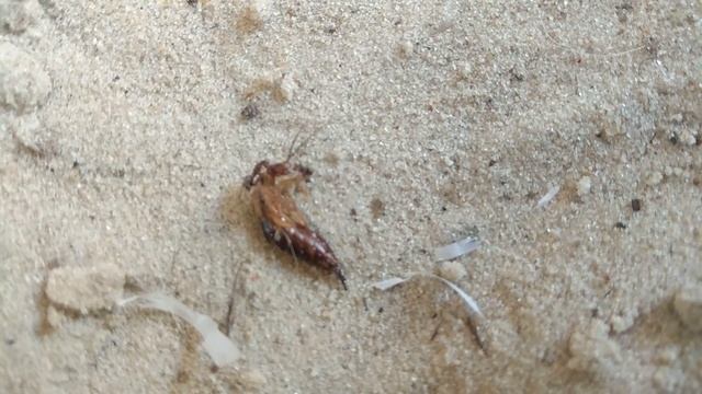 Муравьи vs Уховёртка щипалка (Ants vs common earwig insect ) смотреть онлайн