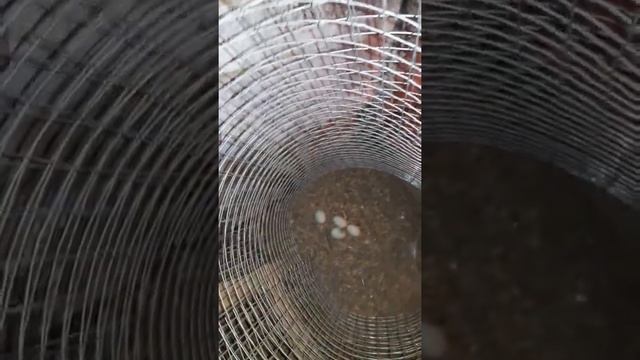 ухейилюй нашла себе место для кладки яиц смотреть онлайн