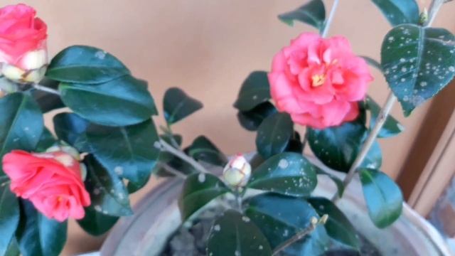 Why Camellia Flowers Don't Bloom || How To Take Care Of Camellia Japonica || Gardening Point