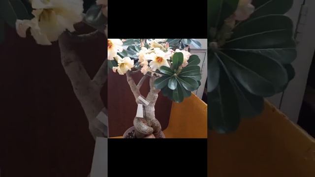 Ван Гог, адениум, мое хобби