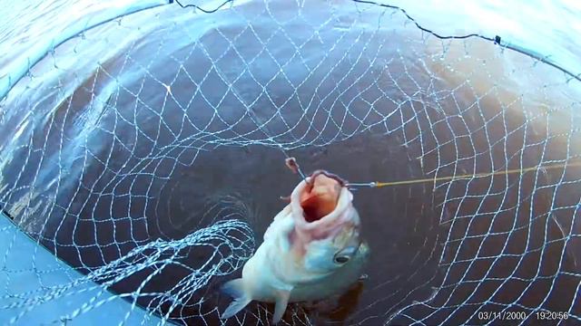 Лещ на кольцо. смотреть онлайн