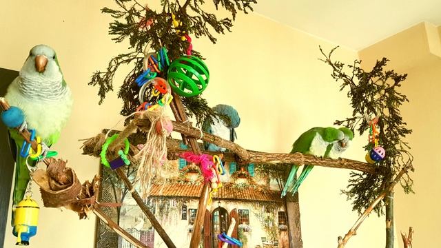 ГОША!  УЧИМ ПОПУГАЯ ГОВОРИТЬ СВОЁ ИМЯ.  УРОК ДЛЯ ПОПУГАЯ.