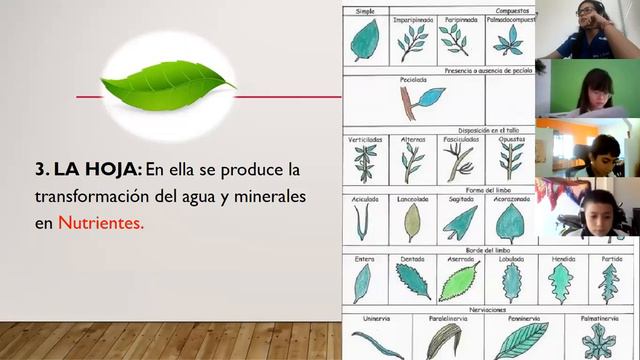Parte de las plantas (6 grado) смотреть онлайн