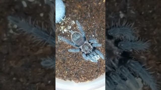 Паук ест опарыша.птицеед смотреть онлайн