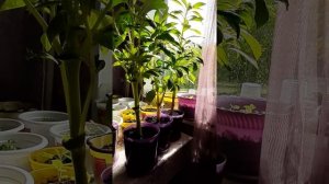 БАЛЬЗАМИН ТОМ САМБ - КОЛЕЙДОСКОП ЦВЕТЕНИЯ