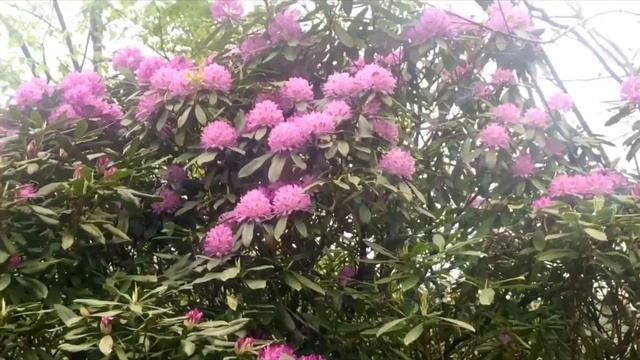 Adjara Hiking-походы в горы из Батуми! смотреть онлайн