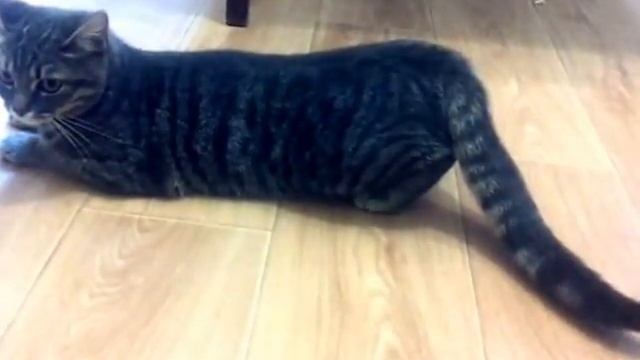 Как определить что кошка хочет кота смотреть онлайн