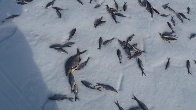 Гладышевское озеро смотреть онлайн