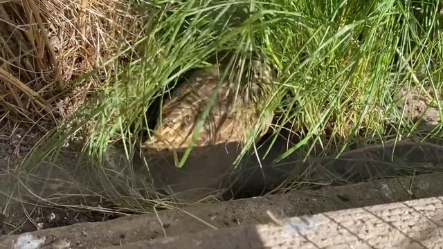 Самец! Дикого перепела, делает ямку для гнезда, в вольере, для яиц) bedana смотреть онлайн