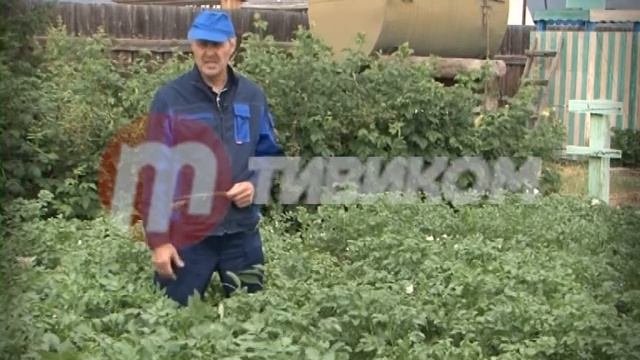 Во саду ли, в огороде 21.07.2017 смотреть онлайн