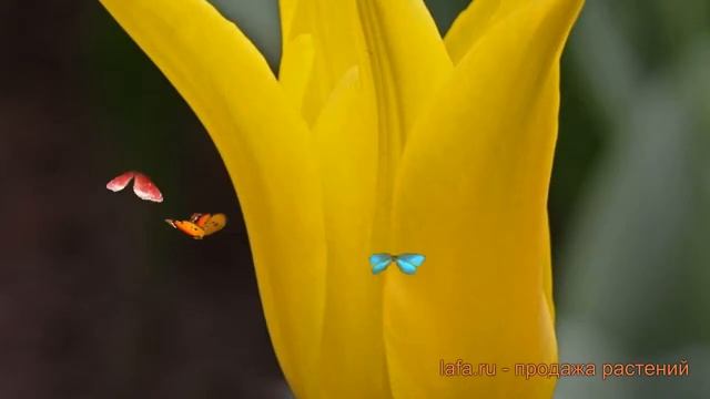 Тюльпан лилиецветная Флэшбэк (tyulpan-fleshbek) ? обзор: как сажать, луковицы тюльпаны Флэшбэк смотреть онлайн