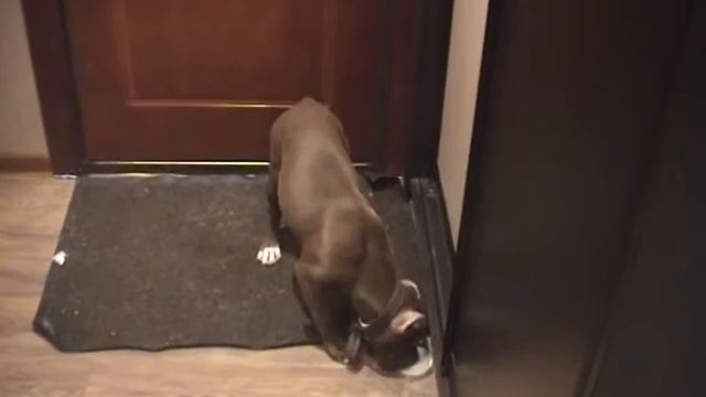 питбуль ЛЯЛЯ 4месяца смотреть онлайн