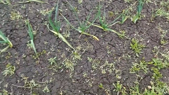 День 2. Обзор дома в деревне после зимы. Взошёл на огороде чеснок, щавель, посадила лук. смотреть онлайн