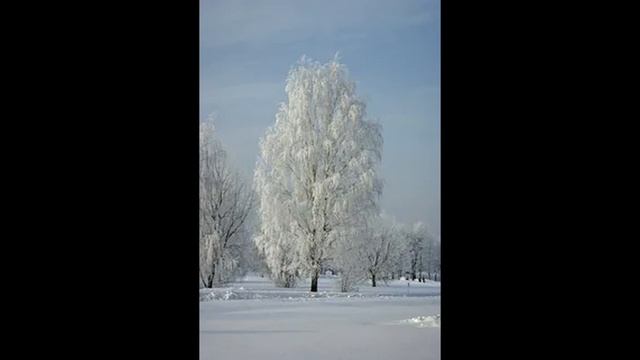 "Белая берёза Есенин" смотреть онлайн