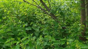 Как выглядит Кирказон ломоносовидный (лихорадочная трава)