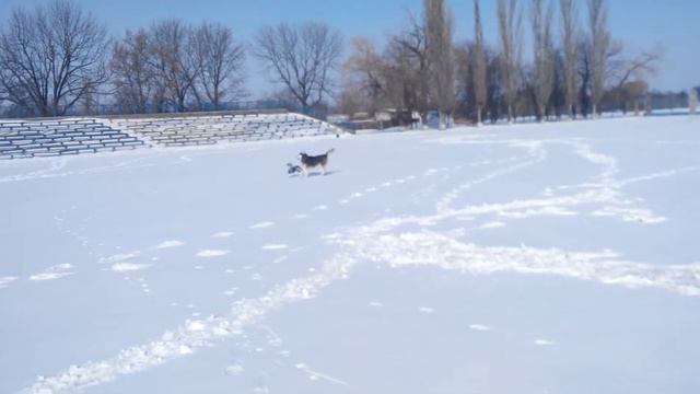 Весна, конец марта!!! Хаски Макс и джек рассел Элвис радуются погоде! смотреть онлайн