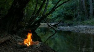 Как размножить сирень черенком весной?