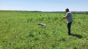 Как лучше всего заинтересовать собаку птицей?