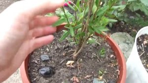 Выращиваем гранат в саду.