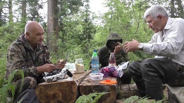Прогулка по тайге.Папоротник орляк. Сбор черемши. смотреть онлайн