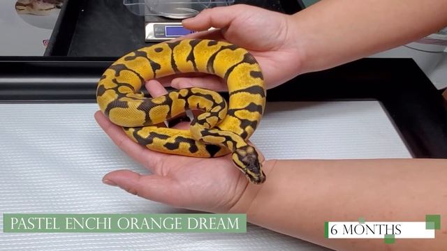 Pastel Enchi Orange Dream Ball Python Baby to Sub-Adult Size Growth- Growth Progression Series смотреть онлайн
