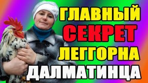 Главный секрет Леггорна Далматинца. Год спустя - делаем выводы.