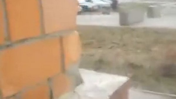 prikol nad babylkami