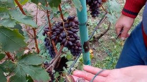 @Новый виноград  Кишмиш Арарат и кишмиш Близнец