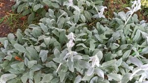 Чистец шерстистый