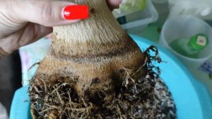 ПЕРЕСАДКА АДЕНИУМА летом #адениум #adenium