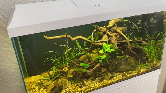 4 Кристина Батрамеева — Обзор аквариумного набора AQUAEL LEDDY DAY&NIGHT 75 смотреть онлайн