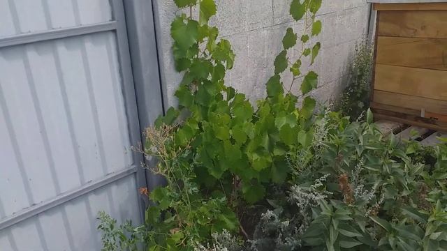 Виноград маркет, винний сорт морозостійкий смотреть онлайн