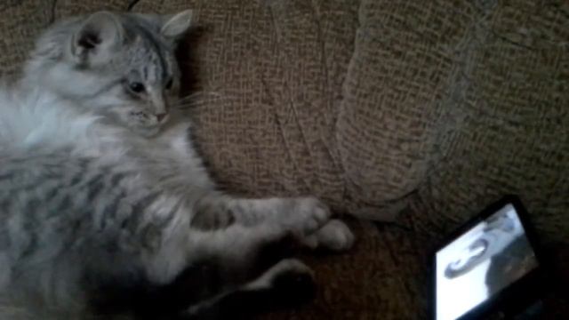 Мурзя смотрит youtube. смотреть онлайн