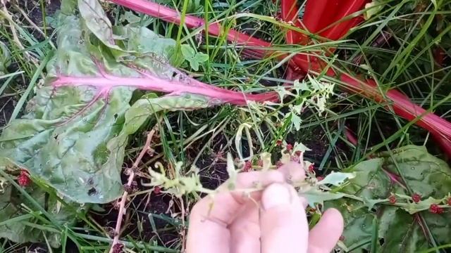 шпинат земляничный смотреть онлайн