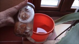 Яичная скорлупа   удобрение для растений.  Как сделать раствор?