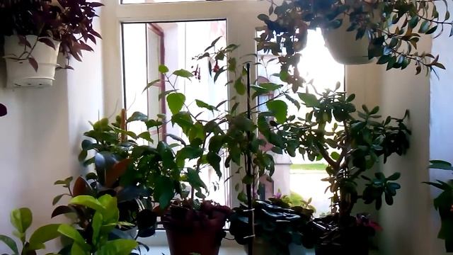 Наконец-то зацвели ахименесы смотреть онлайн