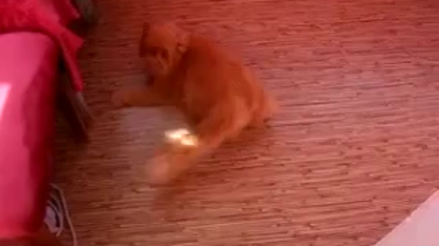 Реактивный котэ  