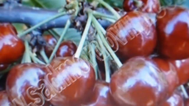Вишневая любовь смотреть онлайн
