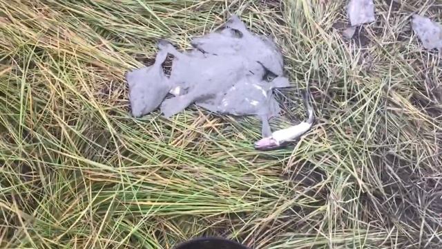 Вижас камбала смотреть онлайн