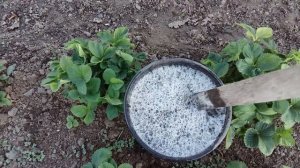 Древесная зола— польза, состав, применение как удобрения в саду и на огороде